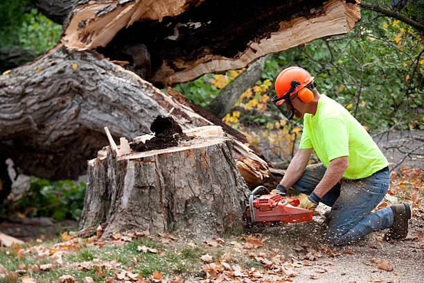 Tree Health Inspection in Avonia, PA